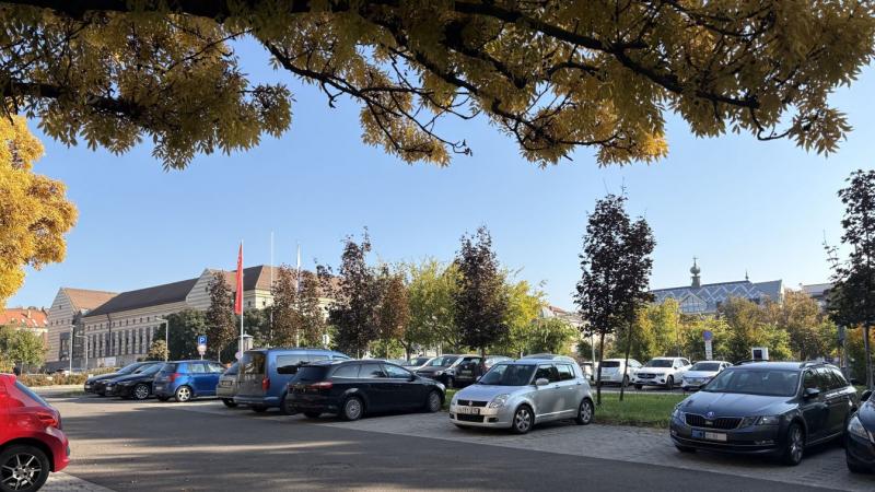 Patkányok a Centrum parkolóban - súlyos betegségek hordozói lehetnek (FOTÓK)