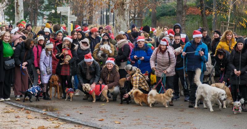 Ismét több száz kutya töltötte meg ünnepi fénnyel a Városligetet a DOGZ Mikulás Falkasétán, ahol a hűséges kedvencek együtt ünnepeltek a gazdikkal, varázslatos hangulatot teremtve a téli tájban.