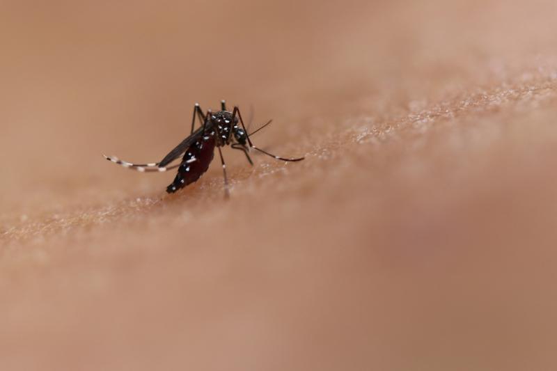 A Zika-vírus különös hatással van az emberi bőrre, amely szúnyogmágnesként vonzza a vérszívókat.