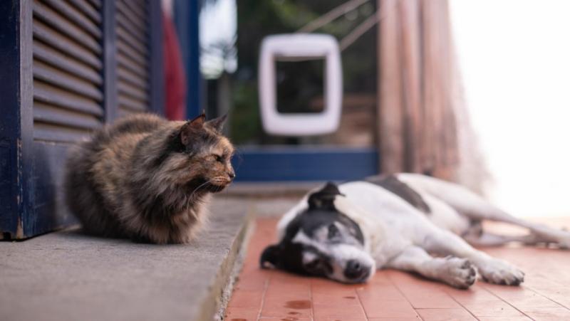 A macskaajtó használata számos előnnyel jár, de nem mentes a kockázatoktól sem. Az alábbiakban bemutatjuk, miért lehet ez a kis nyílás veszélyes:

1. **Szabad bejárás**: A macskaajtón keresztül a macskák szabadon kijárhatnak, ami lehetőséget ad arra, hogy