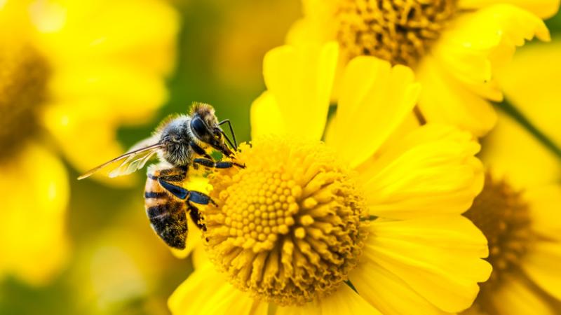 Egy új, súlyos betegség ütötte fel a fejét hazánkban, amelynek következtében a hatóságok úgy döntöttek, hogy zárlatot rendelnek el - Agrárszektor.