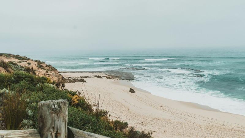 A kutatók döbbenten szemlélték a jelenséget: számos tetem bukkant fel a part mentén, ami mindenki számára rejtélyt jelentett.
