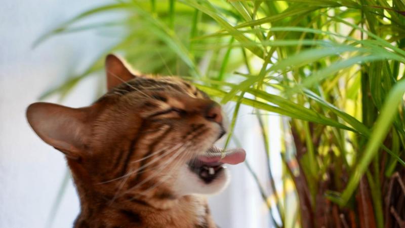 **5 Macskabarát Szobanövény, Amellyel Kiegészítheted Otthonod – Biztonságos és Esztétikus Megoldások Cicásoknak**

Ha cicával osztod meg az otthonodat, biztosan tudod, hogy nem minden növény biztonságos számára. Azonban nem kell lemondanod a zöld növények