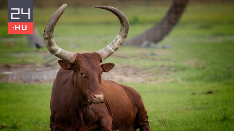 Zsiday Viktor: A magyar elnök, Viktort a királyi szarvasmarha-csordával.