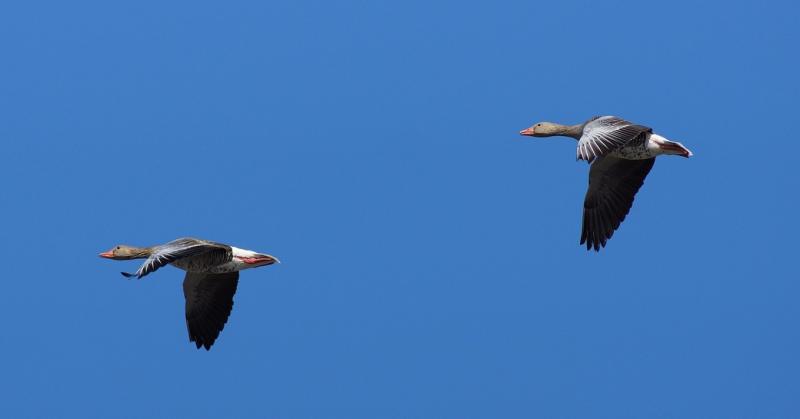 Tapossák, rágják, gyökerestől tépik: így rombolják a vadludak az őszi földek termését.