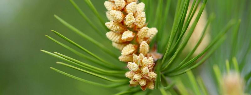 A méz, amely nem csupán virágok nektárjából származik.